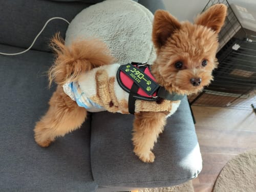 Customer photo review of FunFunPet 高機能ハーネス（お名前タグ作成サービス付き）