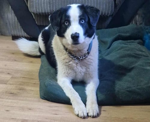 Customer photo review of 100% Natural Plaque Remover for Dogs & Cats (200g)