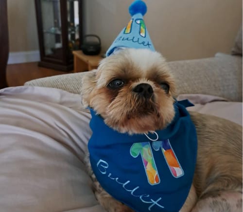 Customer photo review of Personalized Dog Party Pack