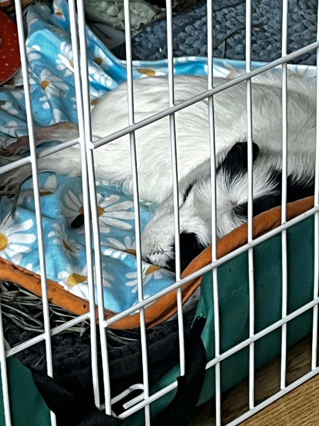 Customer photo review of Set of 2 Premium Fleece Liners Bundle | Daisy
