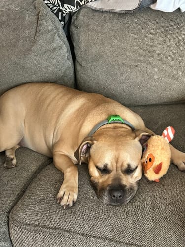 Customer photo review of FurLife™ - 12 Months All Natural Flea and Tick Tags for Dogs