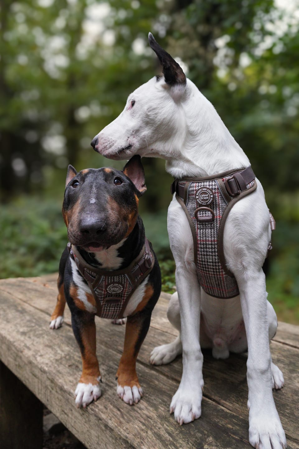 Customer photo review of Trail & Glow Tweed Dog Harness - Colour Drops - Heritage Plaid