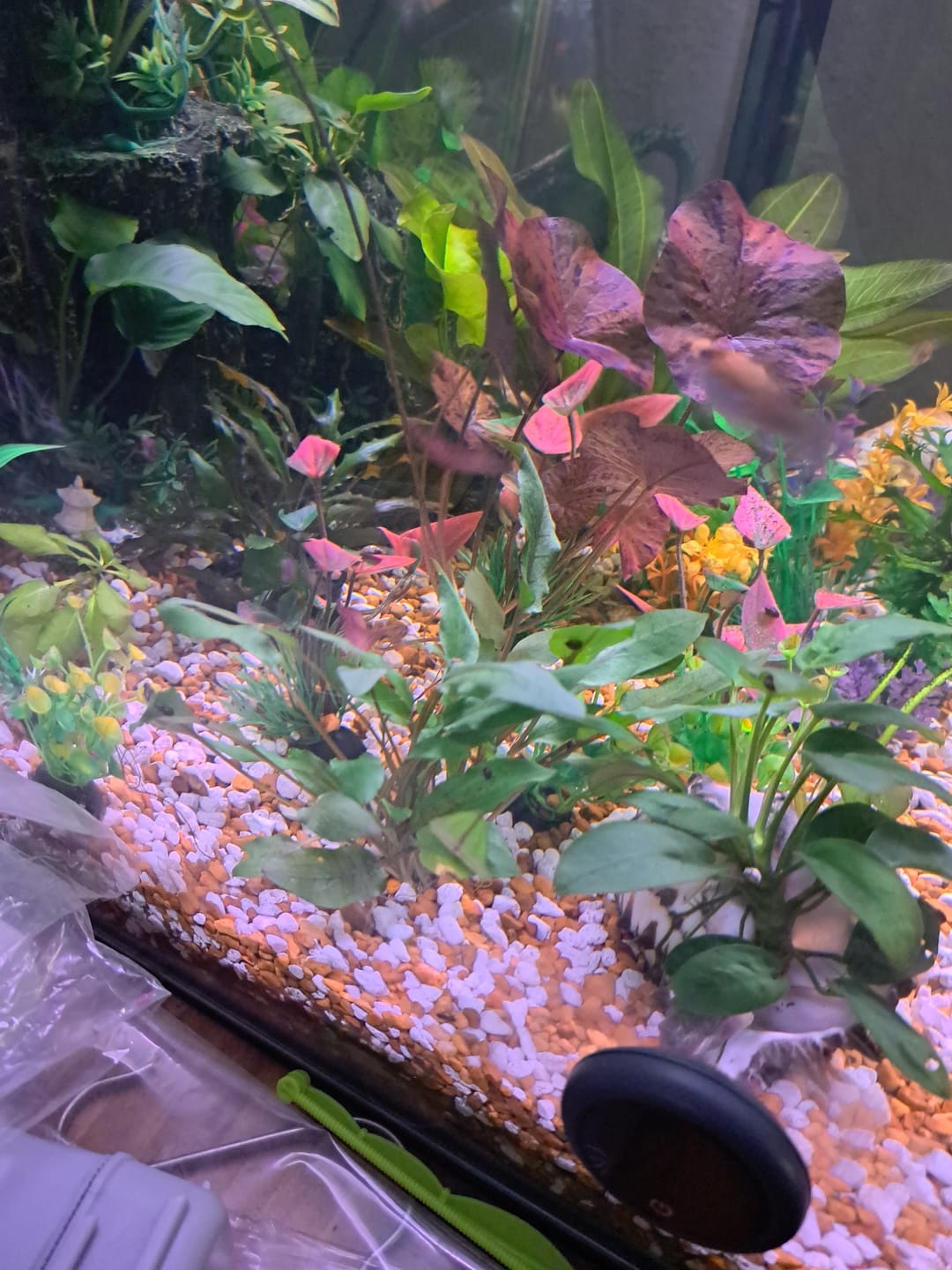 Customer photo review of Cryptocoryne Wendtii 'Green'