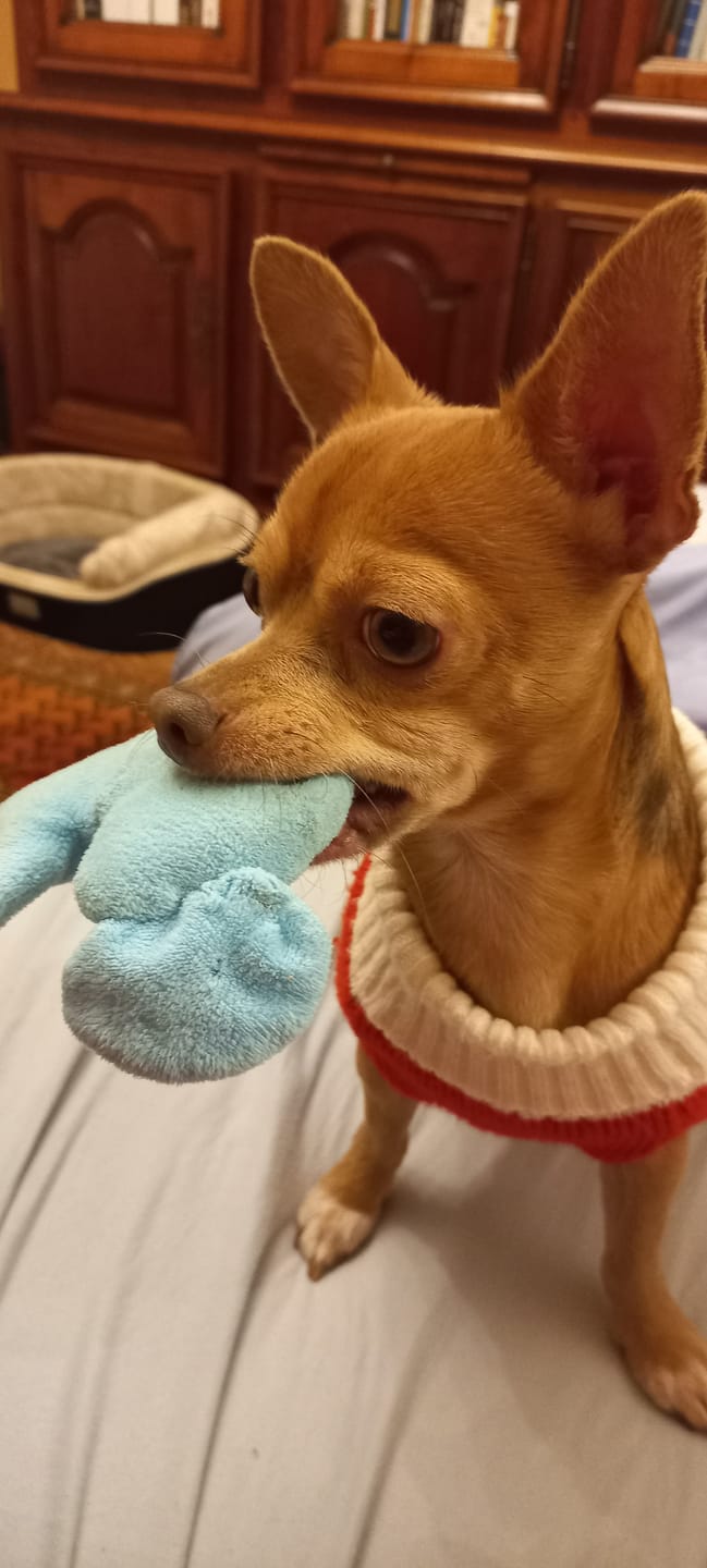 Customer photo review of Friandises Bio Chien - Hygiène Bucco Dentaire