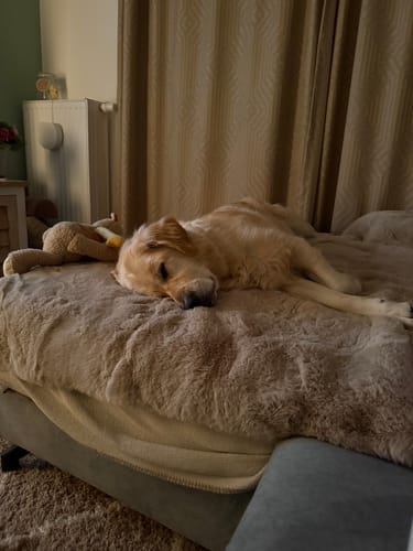 Kundenbewertung mit Foto zu CAILY | Hundedecke & Sofaschutz – Wasserdicht, waschbar & super weich