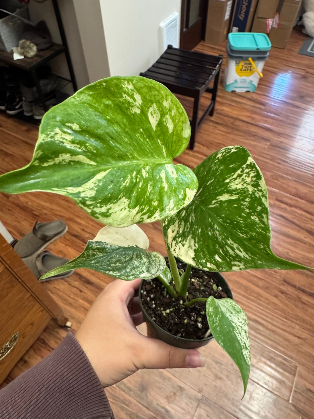 Customer photo review of Monstera 'Mint'