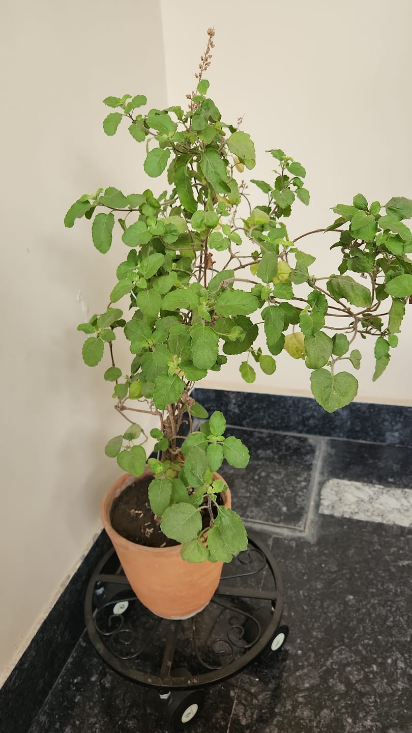Customer photo review of TryGreen Luna Wheel Rolling Plant Stand for Planters