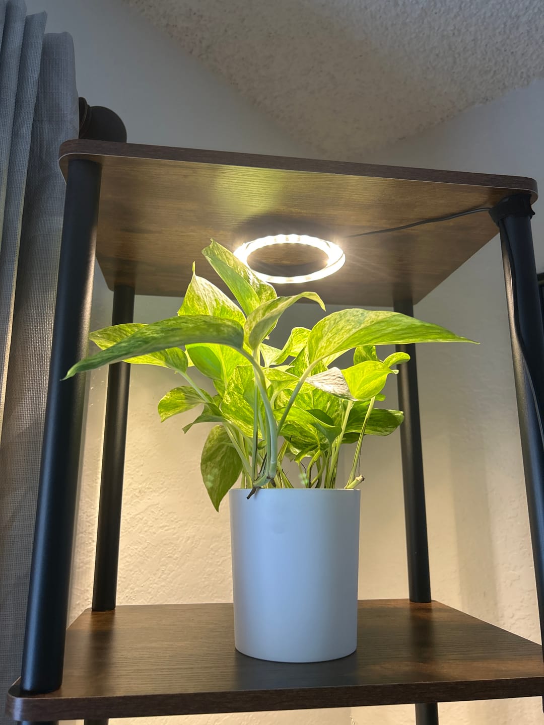 Customer photo review of Pothos 'Marble Queen'