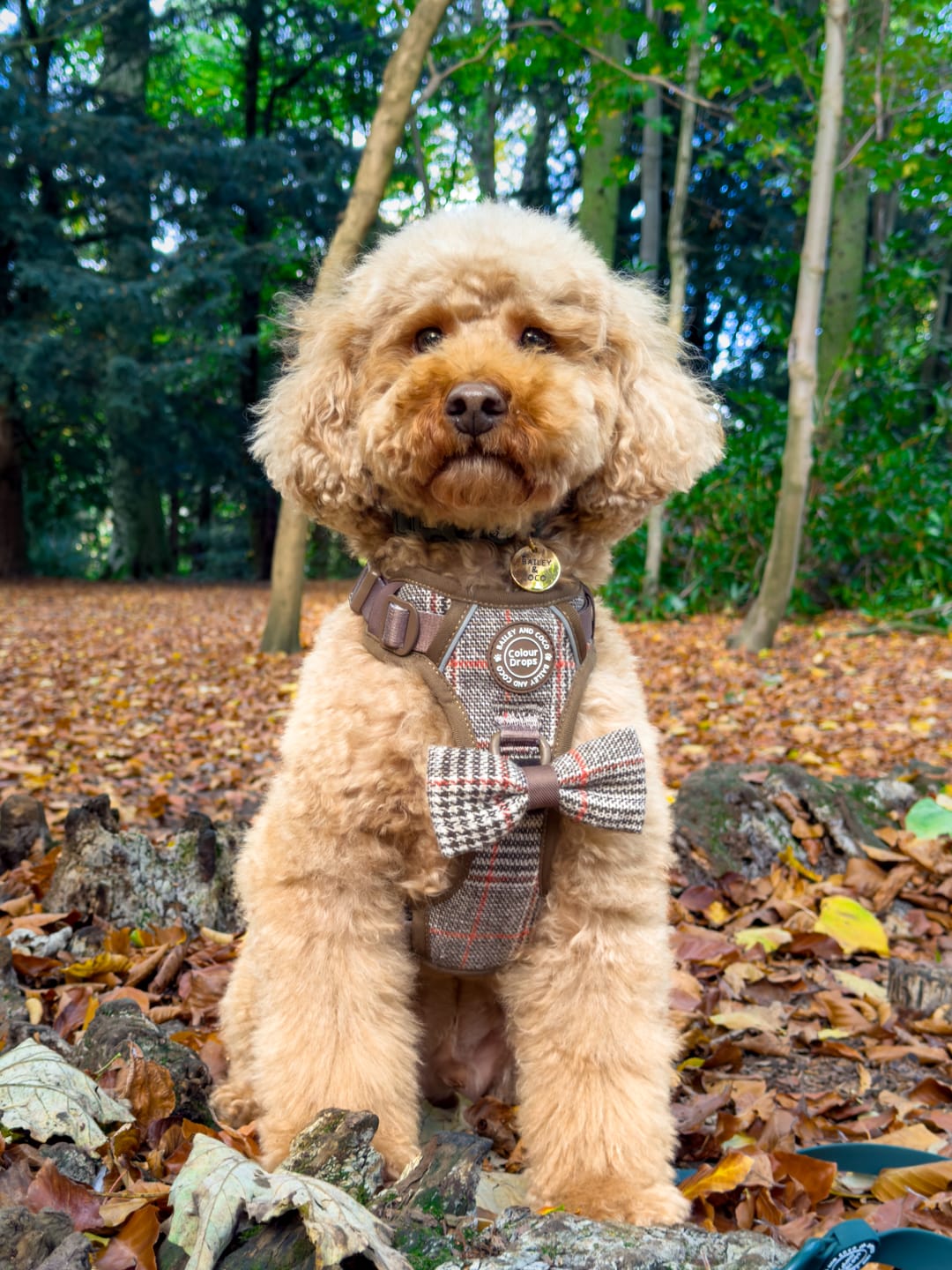 Customer photo review of Trail & Glow Tweed Dog Harness - Colour Drops - Heritage Plaid