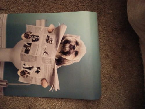 Customer photo review of Personalized Poster With Dog or Cat - Important Meeting