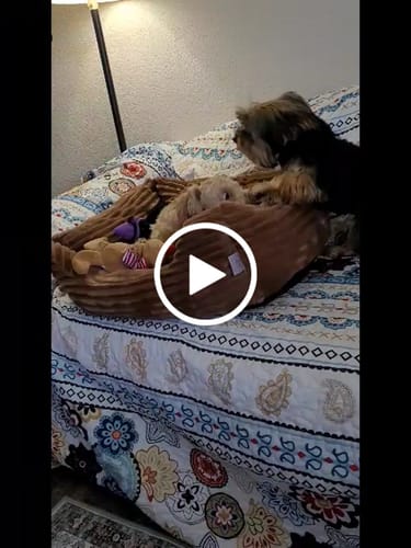 Reseña cliente FurLife