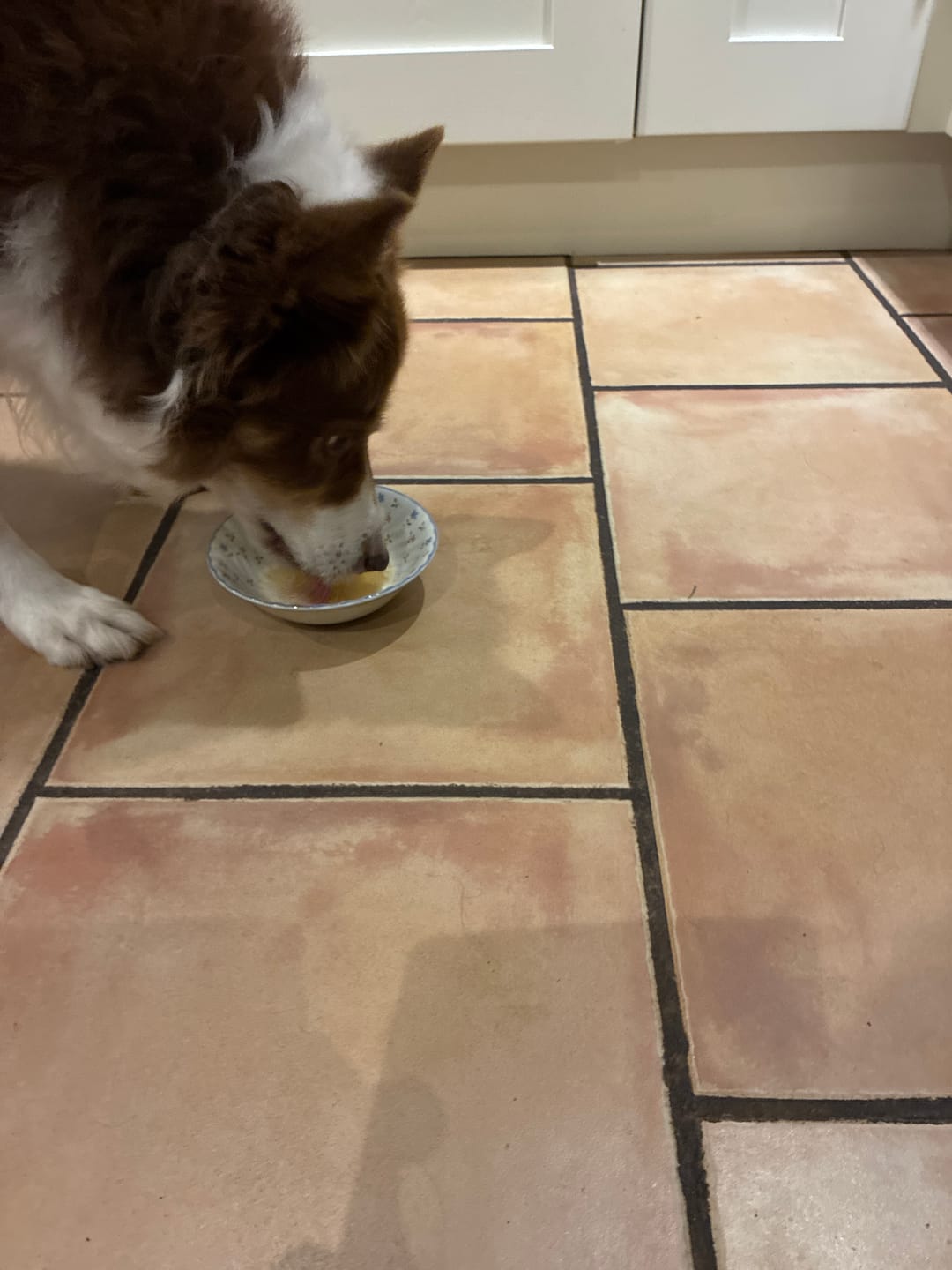 Customer photo review of Chicken Bone Broth for Dogs