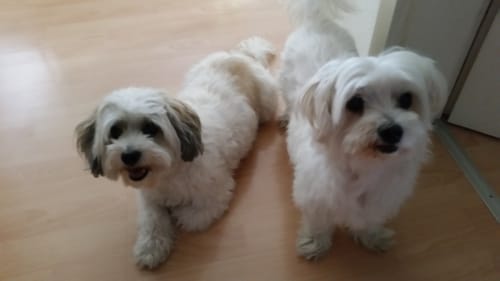 Customer photo review of Frischfutter für Energiebedarf von 238 kCal/Tag