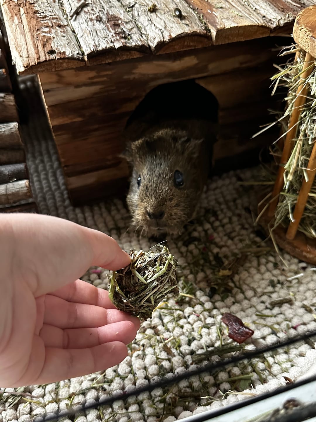 Customer photo review of Snack Balls Original – Natürlicher Heu-Snack für Meerschweinchen