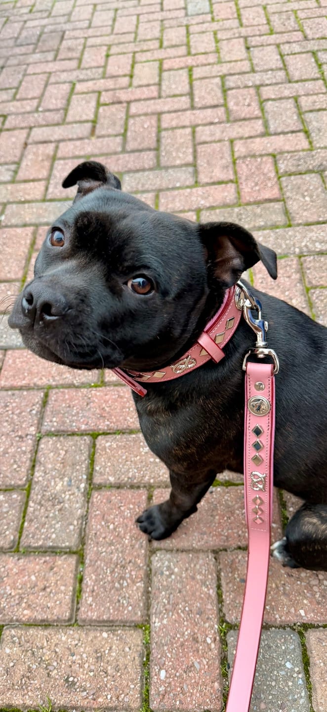 Customer photo review of Staffordshire Bull Terrier 1935® Leather Collar & Leash Set - Gentleman Jim - Baby Pink/Silver