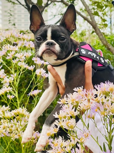 Customer photo review of FunFunPet 高機能ハーネス（お名前タグ作成サービス付き）
