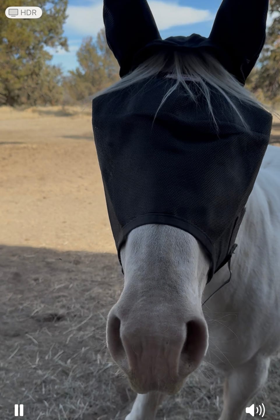Customer photo review of EquiVizor Fly Mask - With Ear Protection