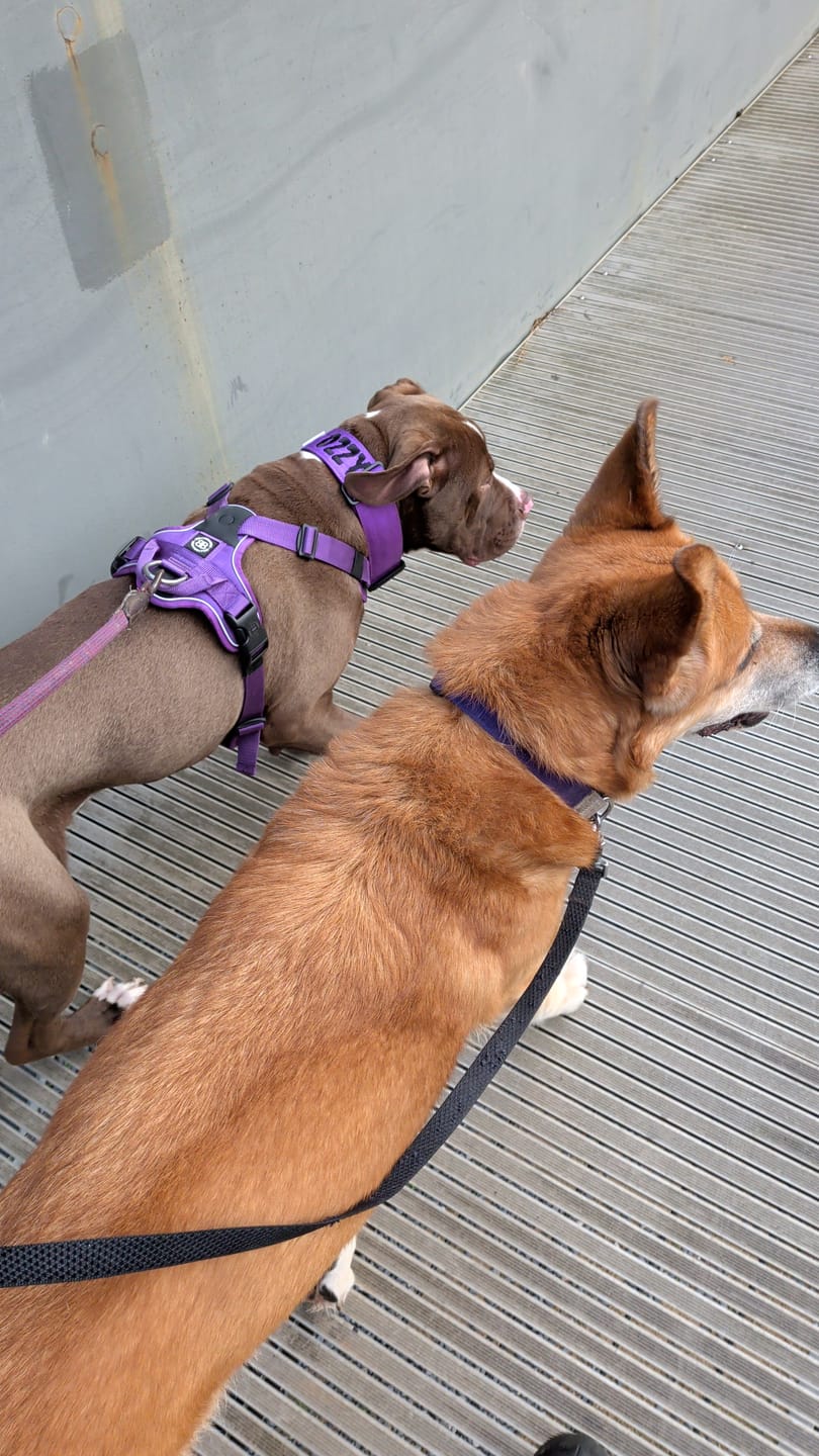 Customer photo review of Anti Pull Hurricane Harness Lighter | With Handle - Purple