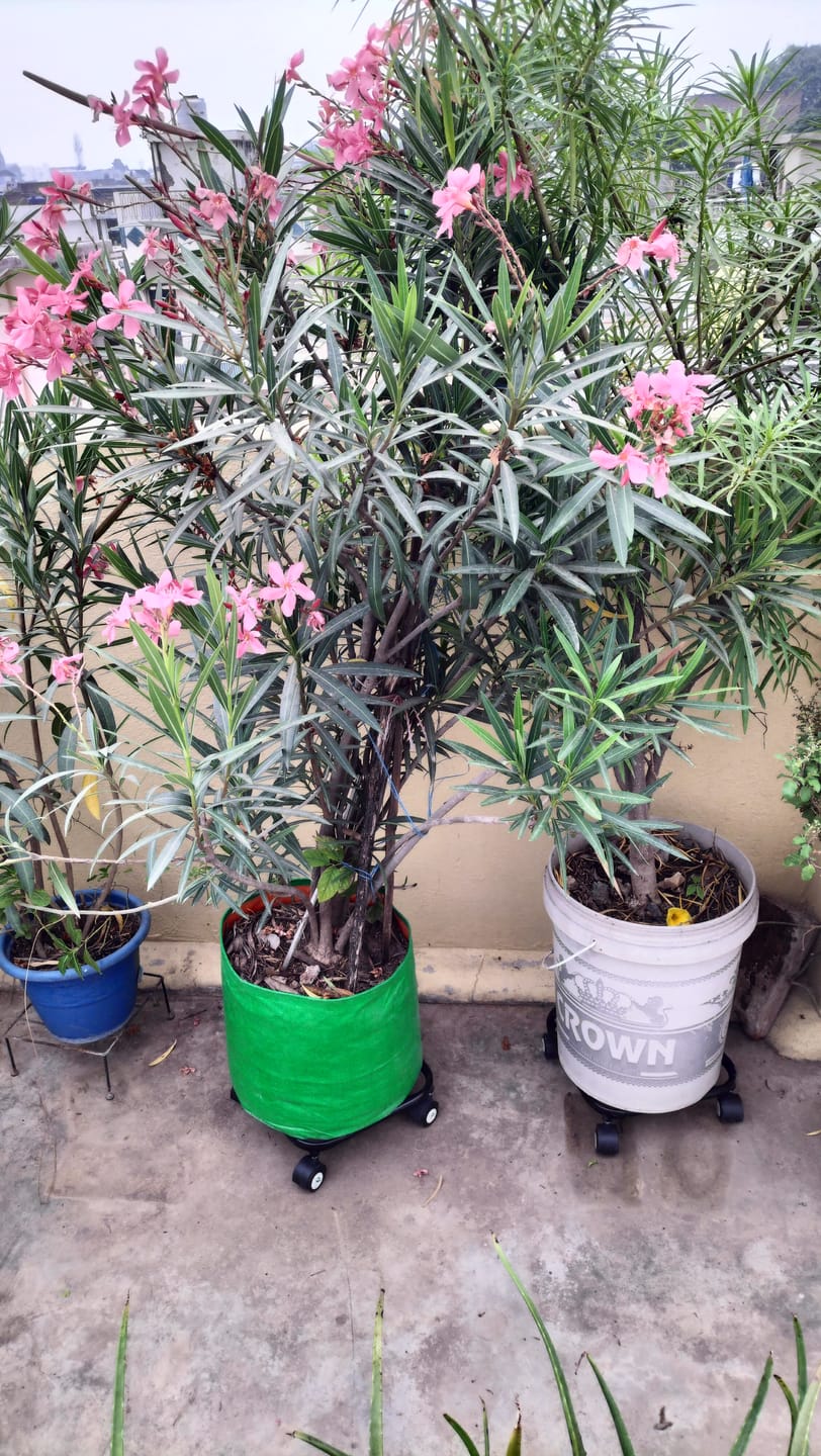 Customer photo review of TryGreen Daze Wheel Rolling Plant Stand for Planters