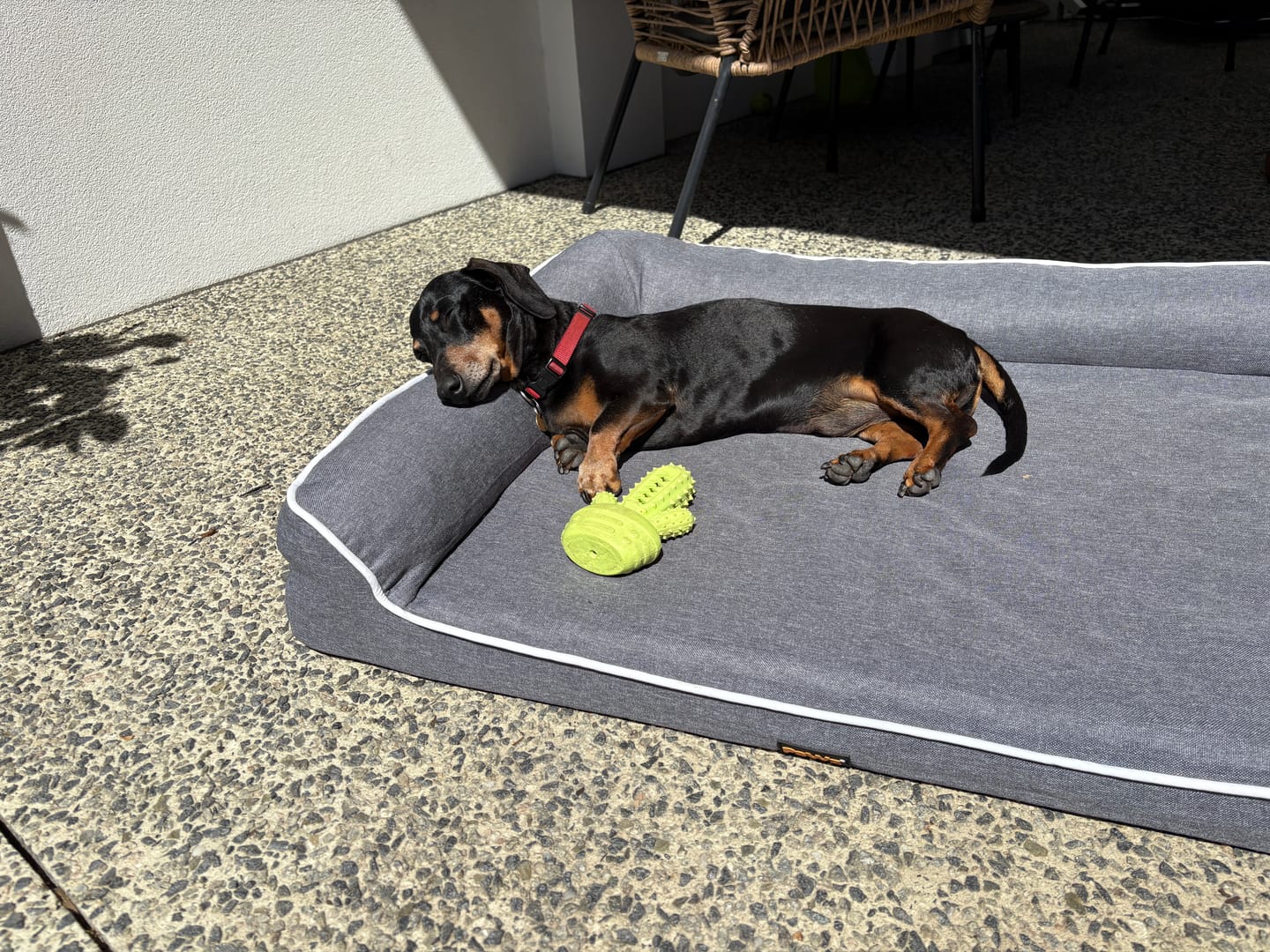 Customer photo review of Orthopedic Pet Bed Memory Foam With Cooling Gel