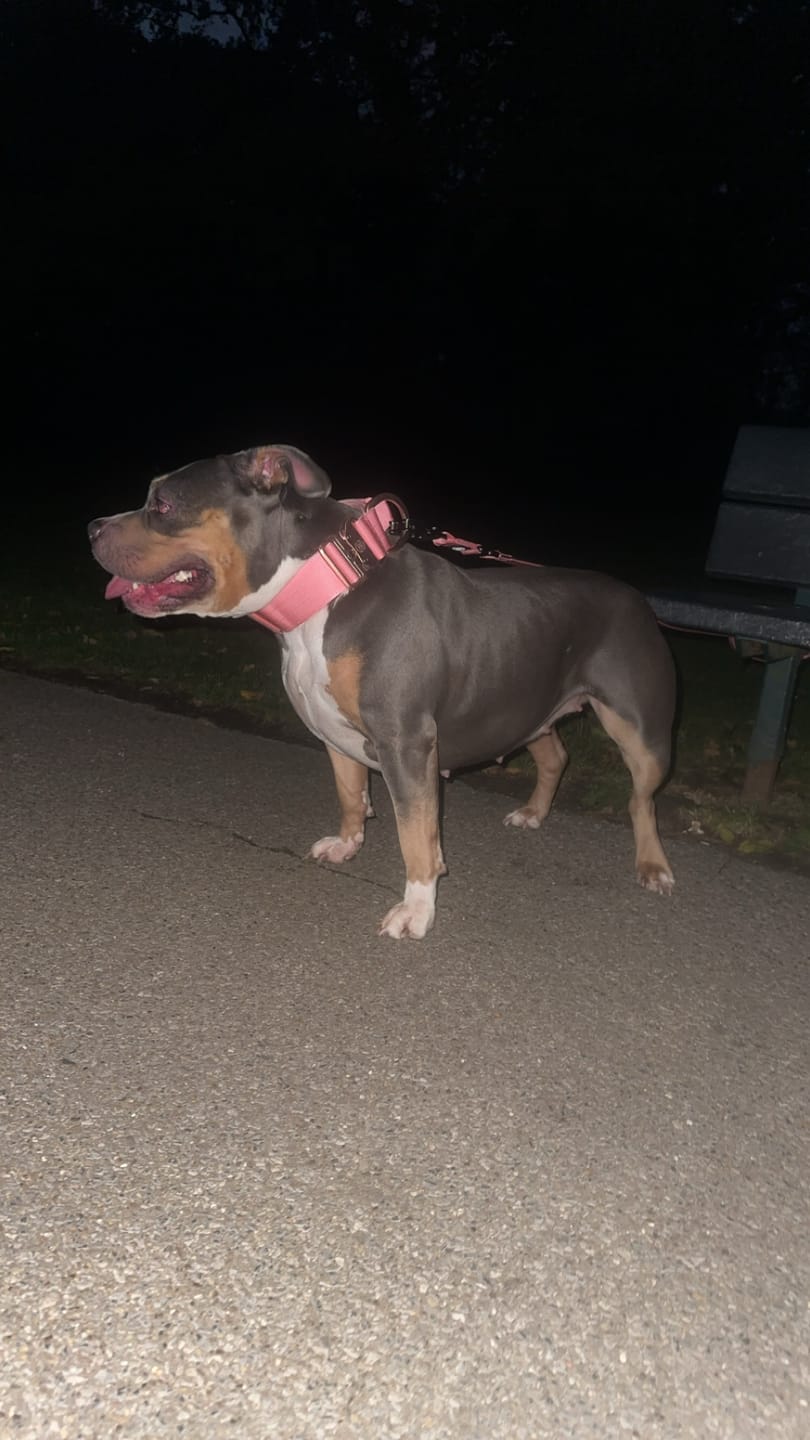 Customer photo review of 1.4m Swivel Combat Lead | Anti-Tangle & Secure Clip - Pink
