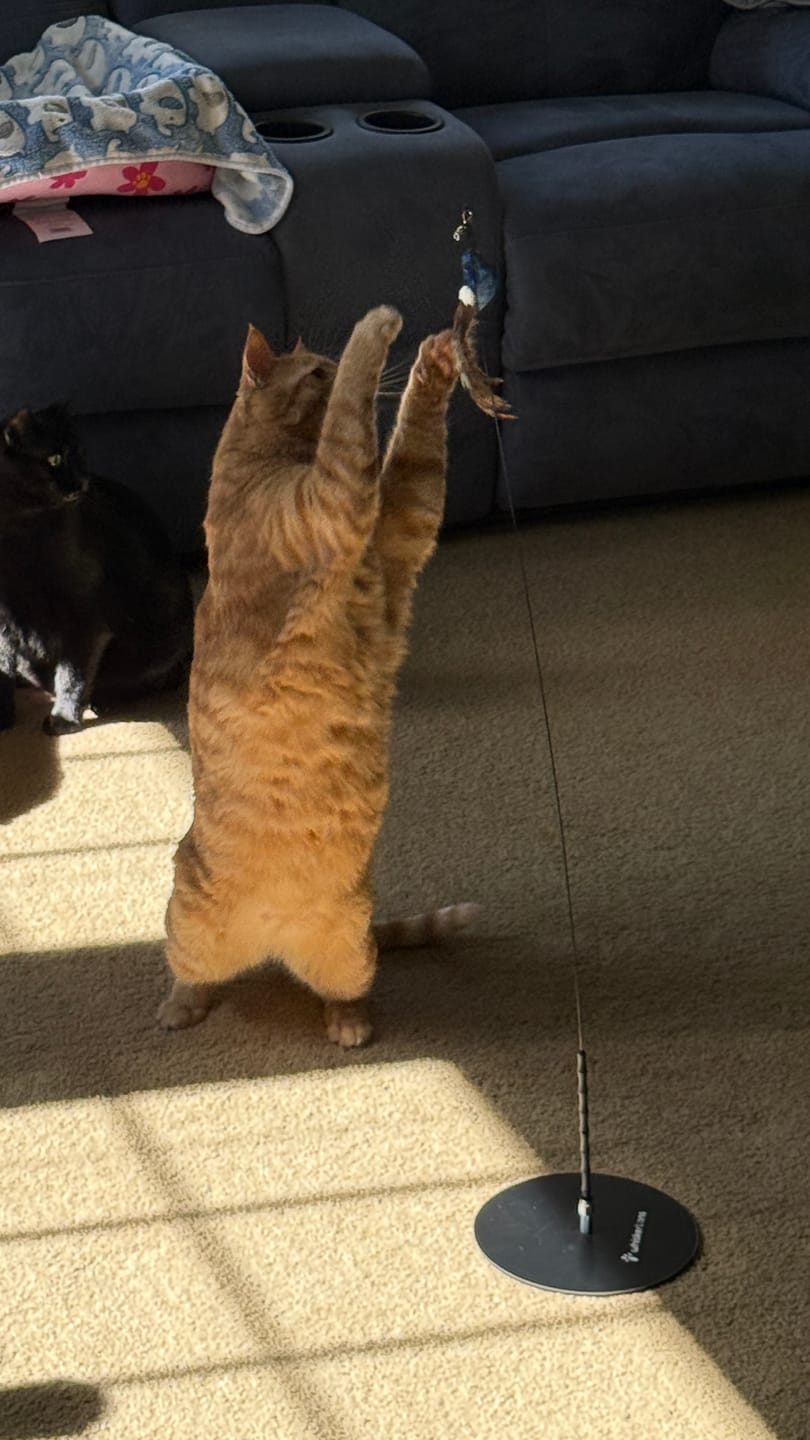 Customer photo review of Interactive Bird Simulation Cat Toy Hybrid Bundle