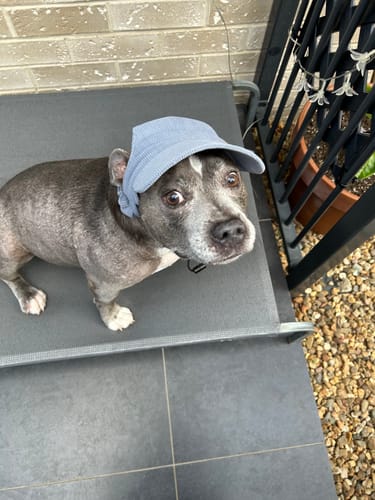 Customer photo review of DOG HATS