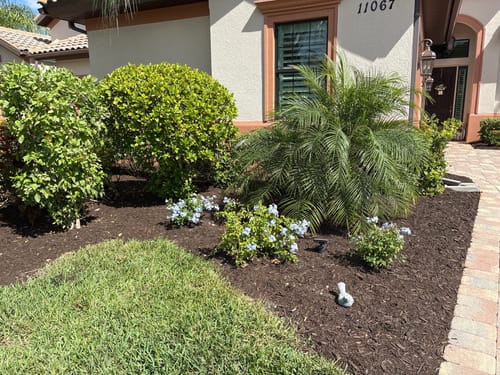 Customer photo review of Blue Plumbago