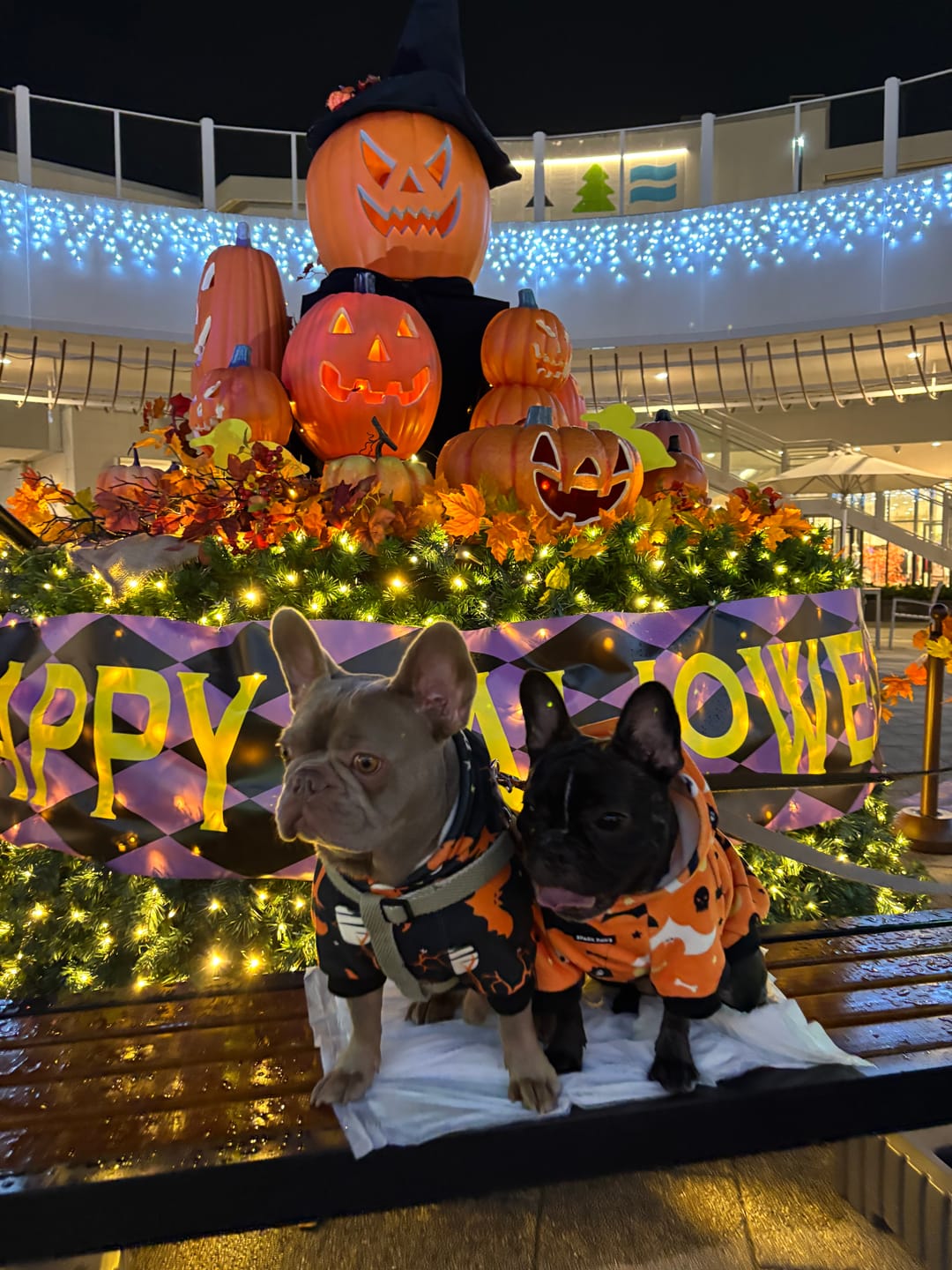 Customer photo review of Halloween Dog Hoodie - Black