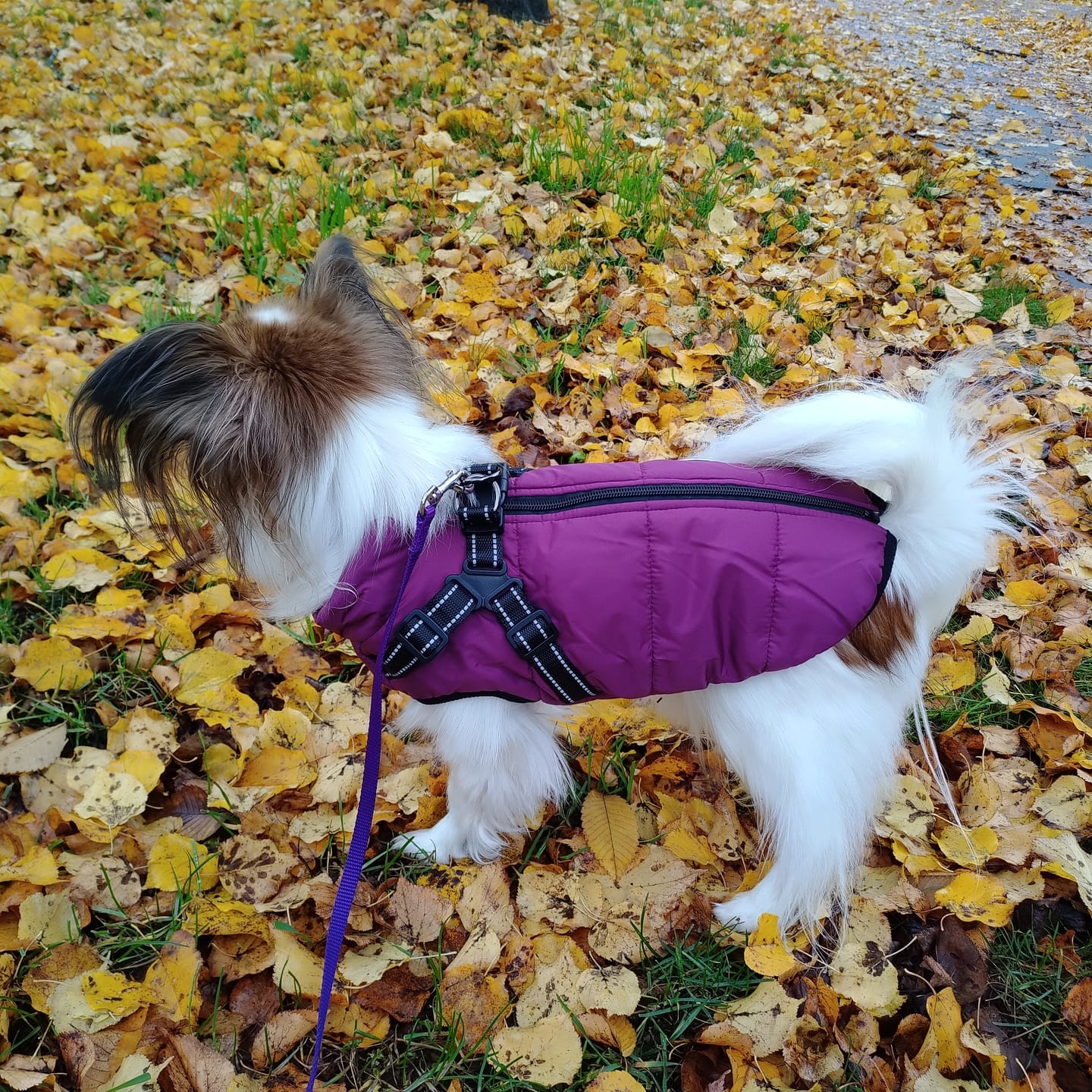 Customer photo review of FurryKing™ 3 in 1 Winter Jacket