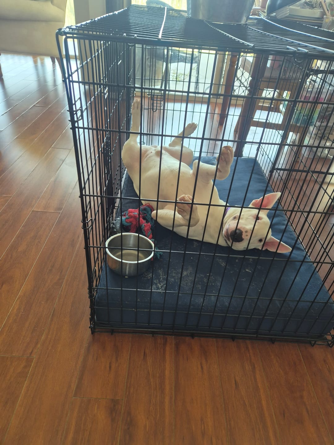 Customer photo review of Kangaroo Dog Crate Mat