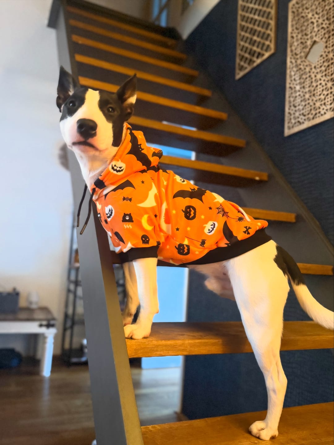 Customer photo review of Halloween Dog Hoodie - Orange