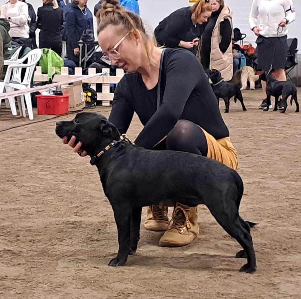 Customer photo review of Staffordshire Bull Terrier 1935® Show Collar & Leash Set - Champion - Black & Gold