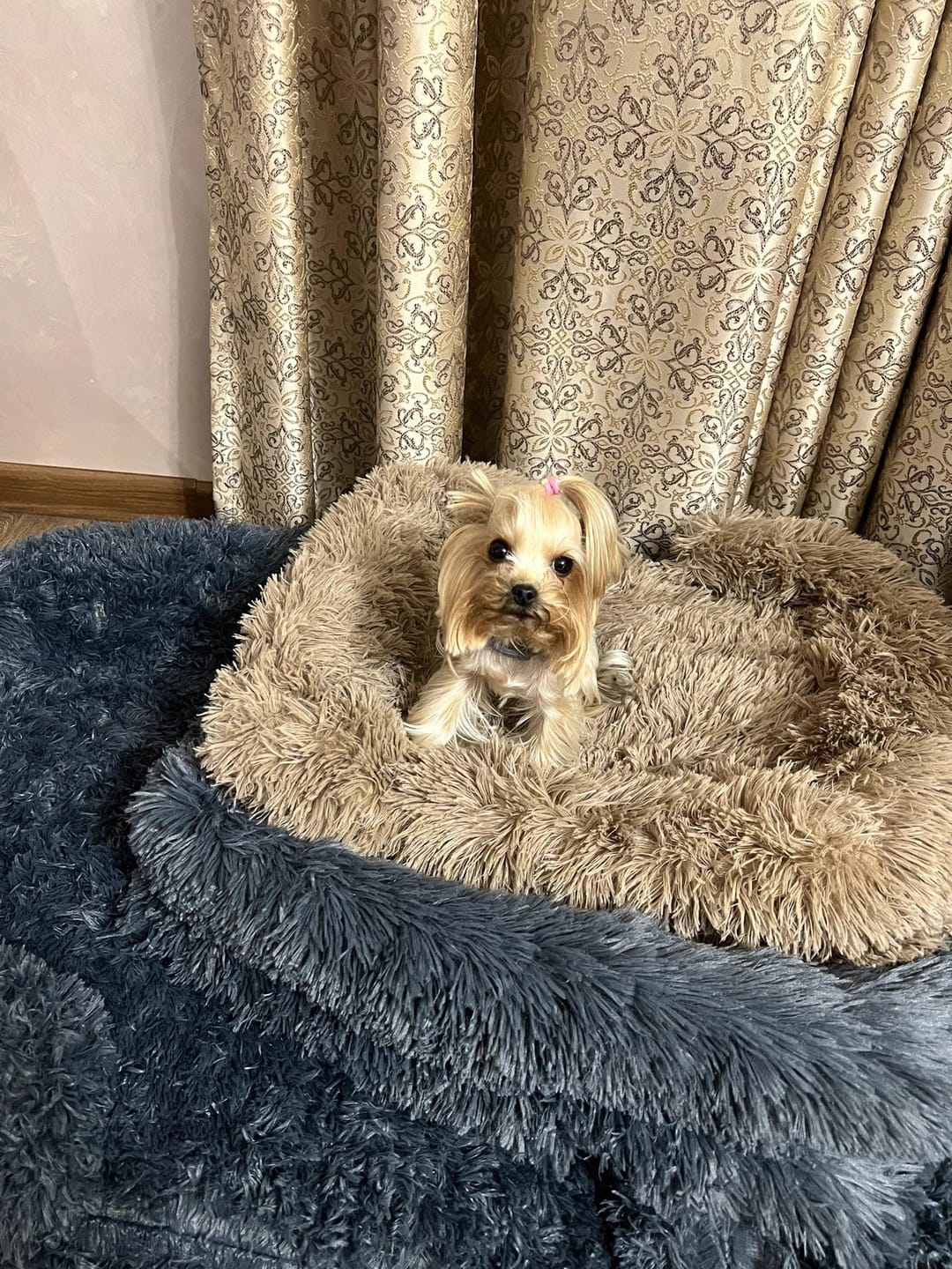 Customer photo review of Long Plush Square Surround Support Pet Bloster Bed