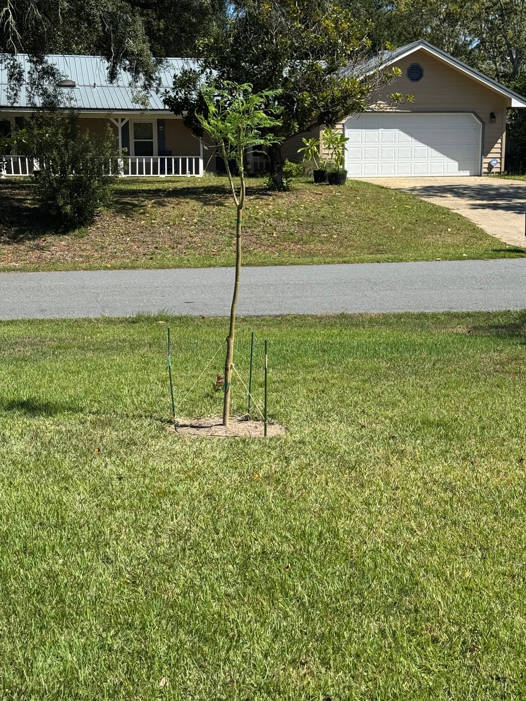 Customer photo review of Purple Jacaranda Mimosifolia Flowering Tree