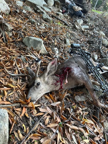 Customer photo review of Aluminum Broadheads