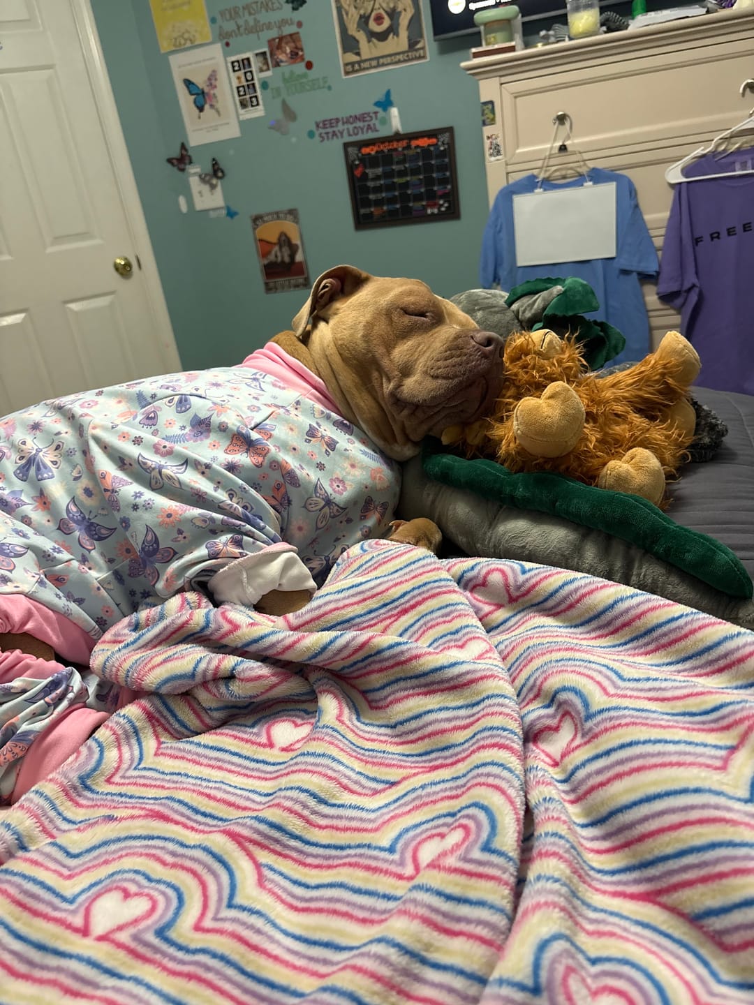 Customer photo review of Dog Pajama - Butterfly