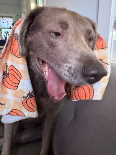 Customer photo review of Subtle F*ck Trump Pumpkin Hand Towel