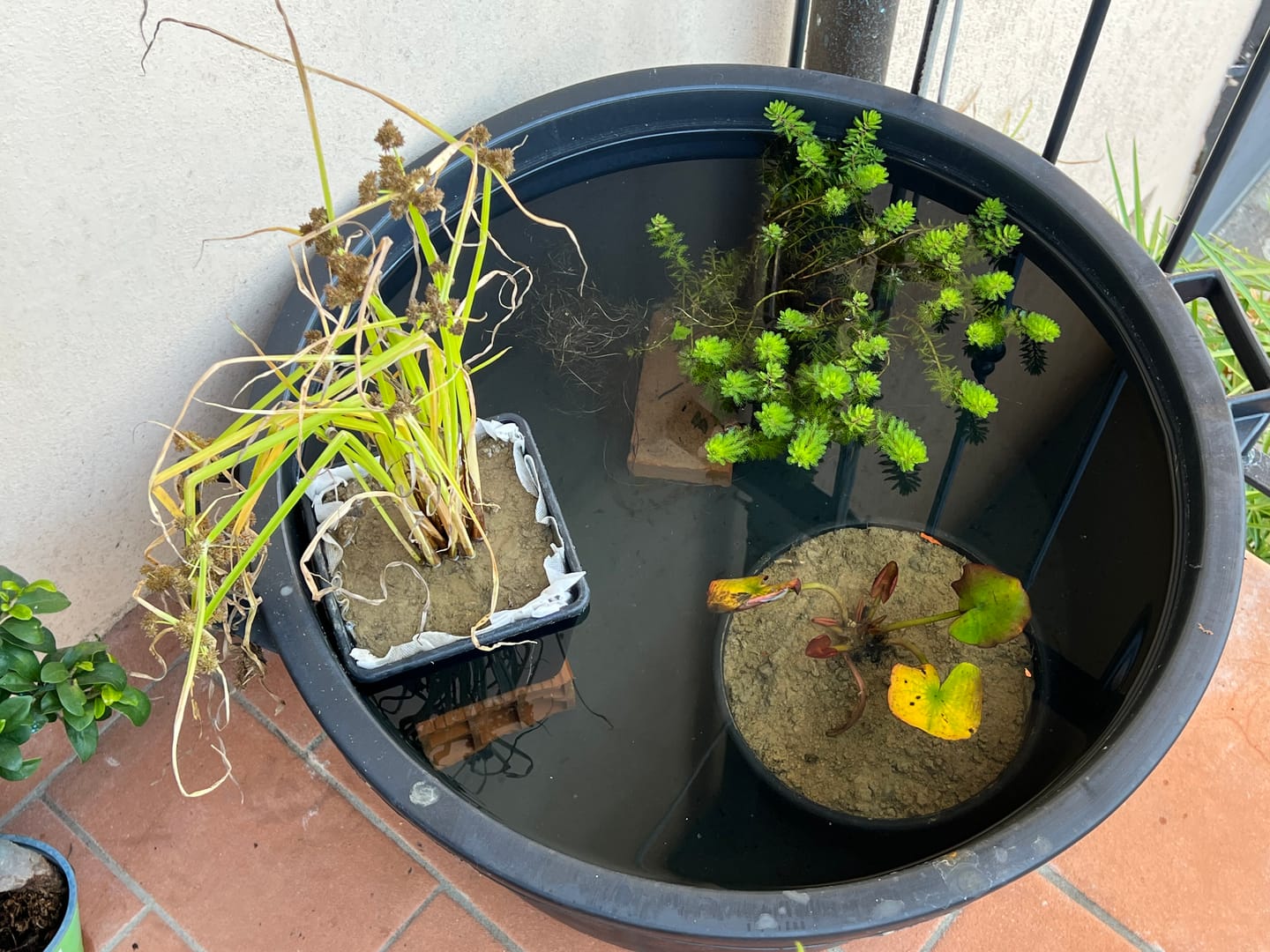 Customer photo review of Mini Pond da balcone