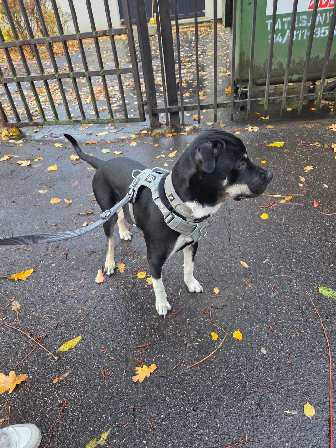 Customer photo review of Air Harness | Anti-Pull & With Handle - Grey