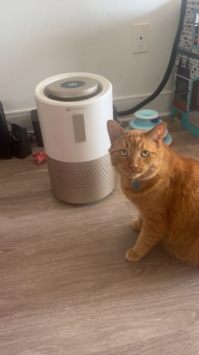 Customer photo review of Pet Air Purifier