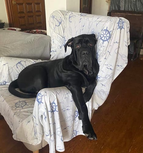 Customer photo review of Πορτραίτο Κατοικίδιου - Νερομπογιά