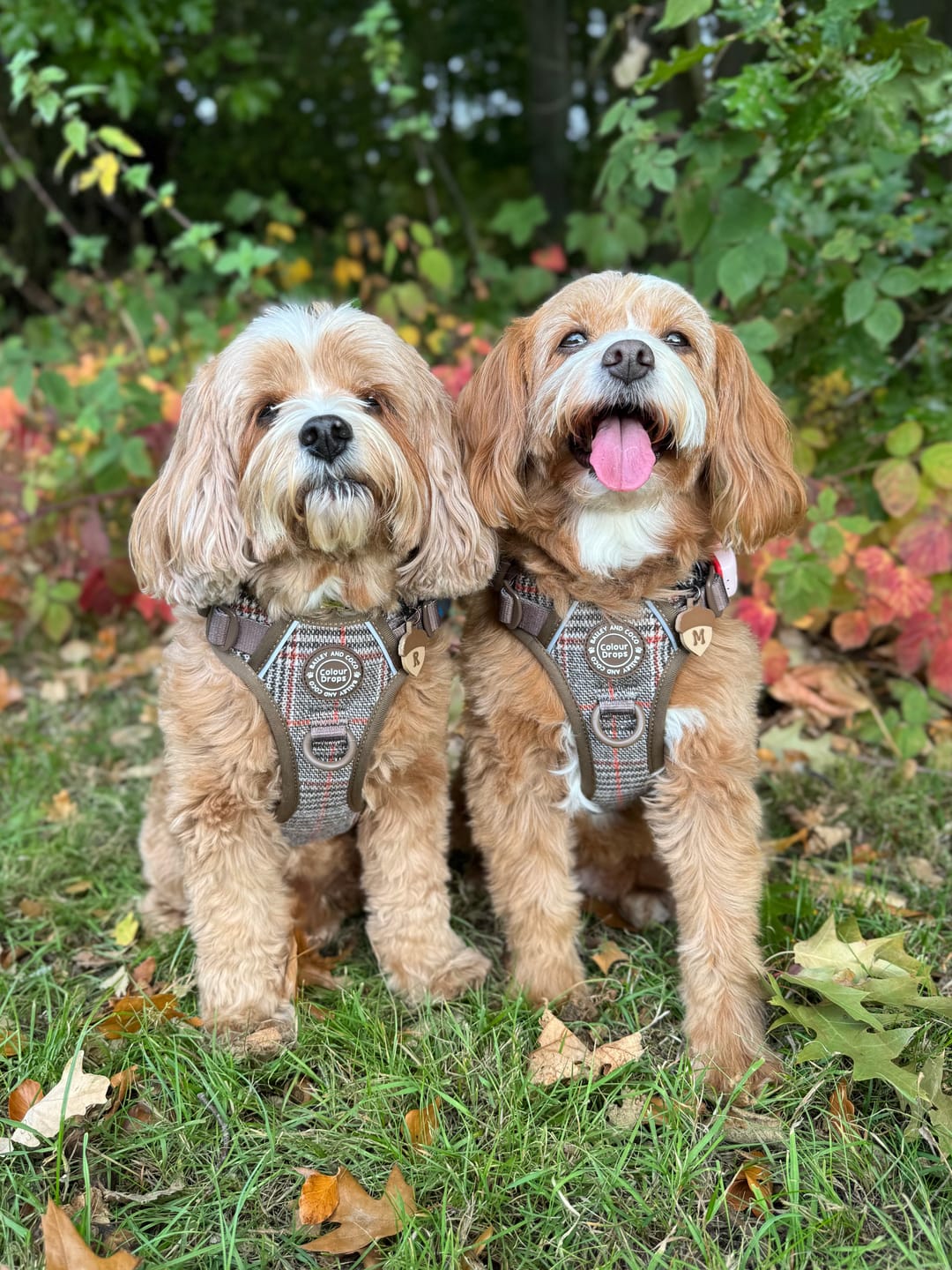 Customer photo review of Trail & Glow Tweed Dog Harness - Colour Drops - Heritage Plaid