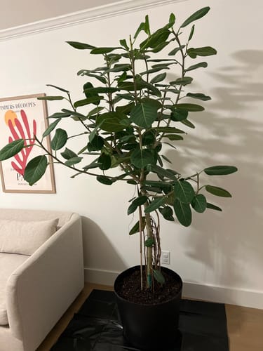 Customer photo review of Full Size Audrey Ficus