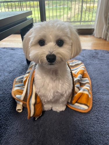 Customer photo review of FunFunPet 高機能ハーネス（お名前タグ作成サービス付き）