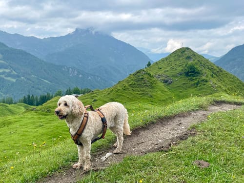 Customer photo review of Frischfutter für Energiebedarf von 876 kCal/Tag