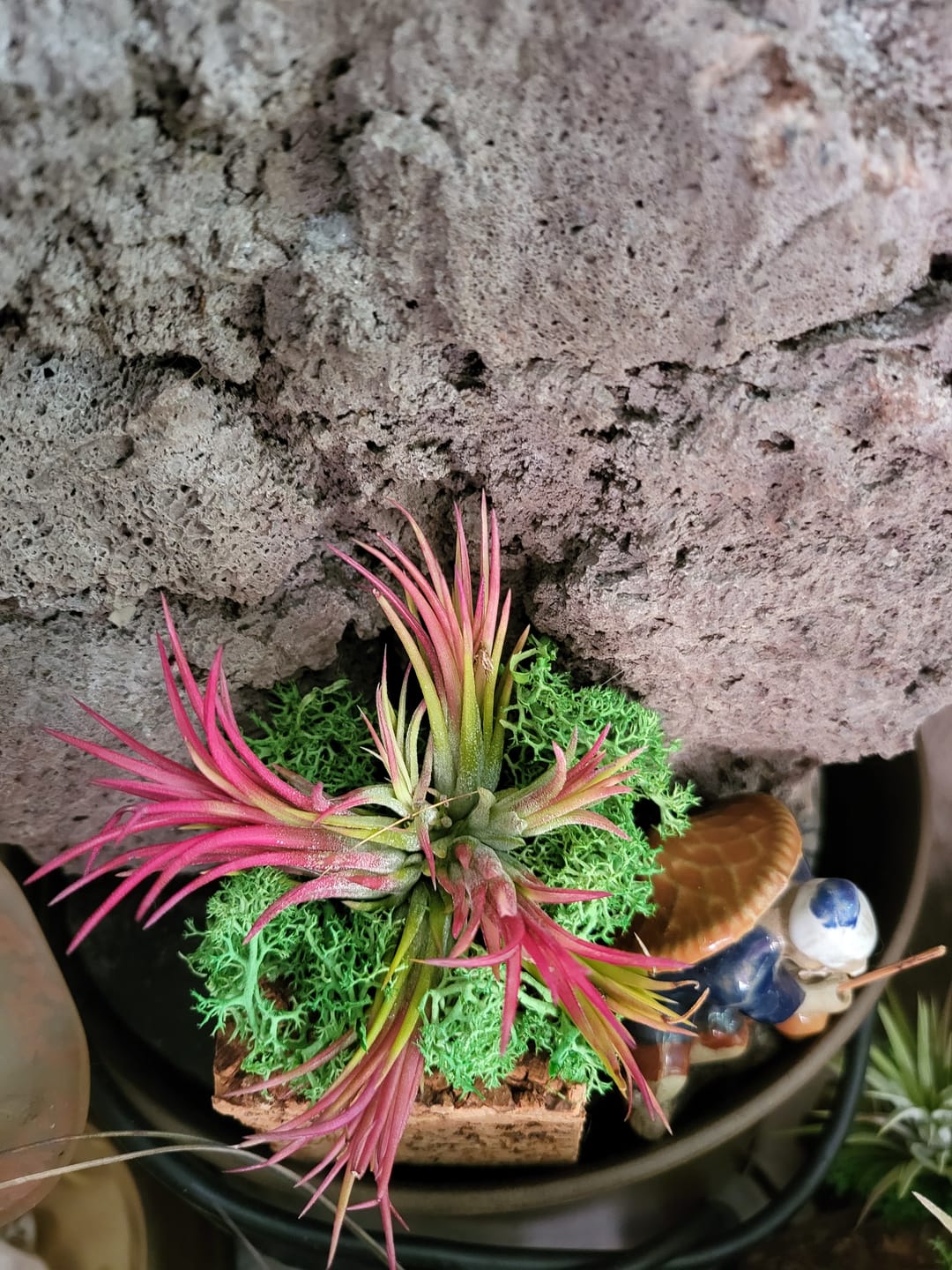 Customer photo review of Tillandsia Ionantha 'fuego' - Pulk