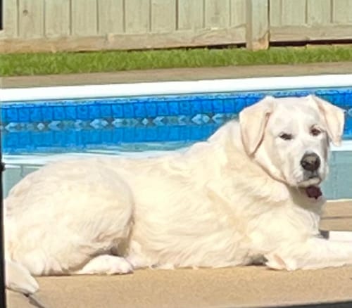 Customer photo review of 12 Inch Bully Coated Gourmet Collagen Sticks