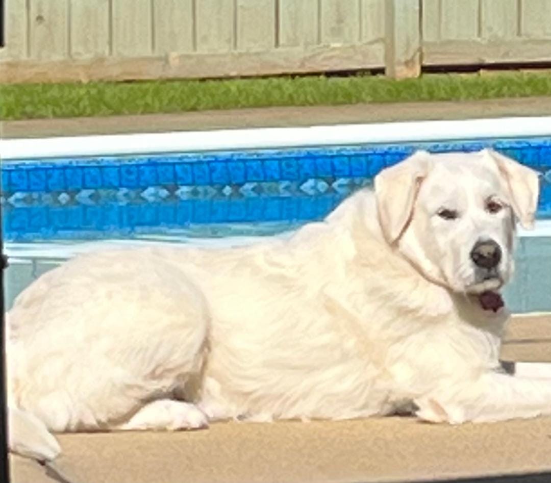 Customer photo review of 12 Inch Bully Coated Gourmet Collagen Sticks