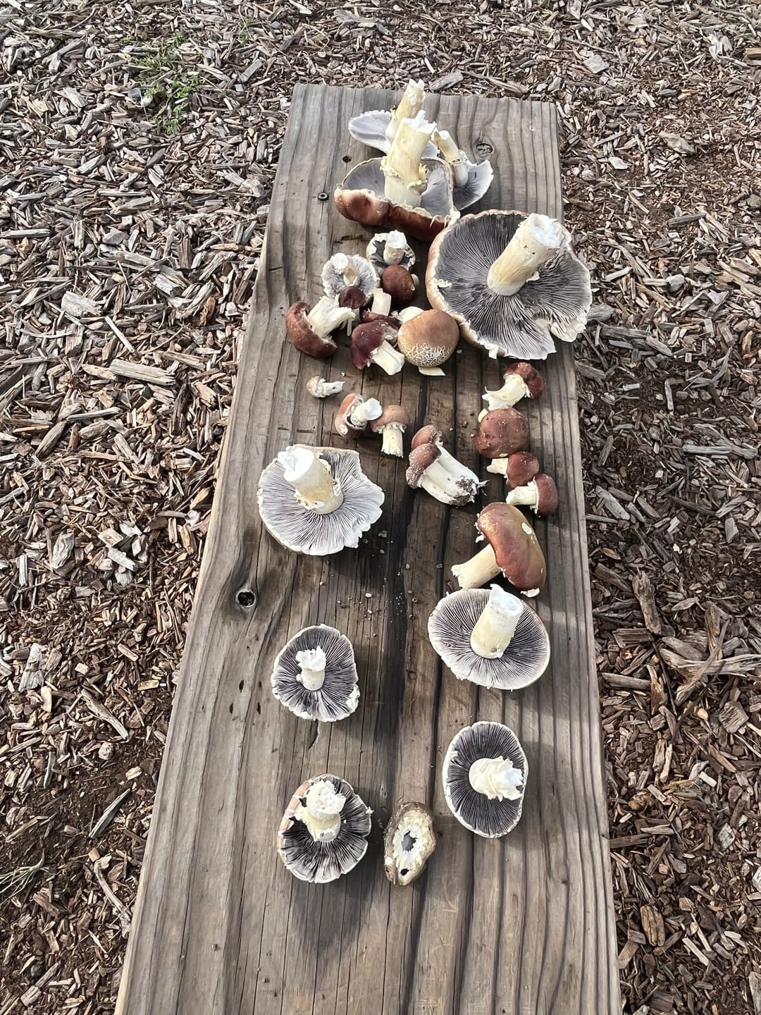 Customer photo review of Mushroom Spawn Bags (Made-to-Order)